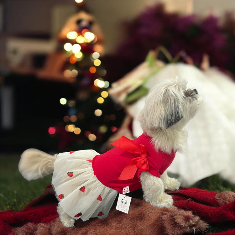 Cotton Dress with Lace Skirt for Small Dogs & Cats